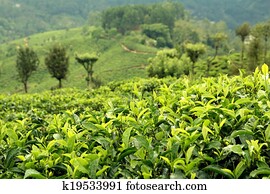 tea plantation tea plantation