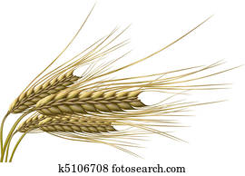 דגן של חיטה