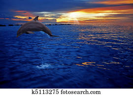 Dolphin jumping Dolphin jumping