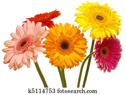 flowers flowers
