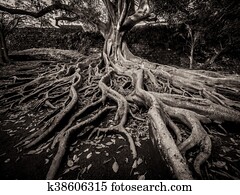Feigenbaum Wurzeln
