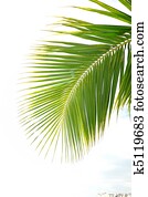 green palm leaf