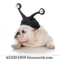 male bulldog wearing silly hat with eyes male bulldog wearing silly hat with eyes