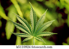 marijuana marijuana