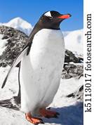 penguin on the rocks penguin on the rocks