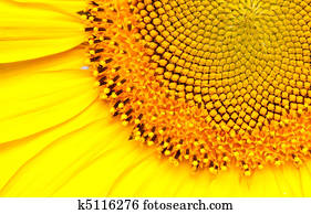 sunflower sunflower