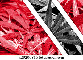 Trinidad and Tobago Flag on cannabis background. Drug policy. Legalization of marijuana Trinidad and Tobago Flag on cannabis background. Drug policy. Legalization of marijuana