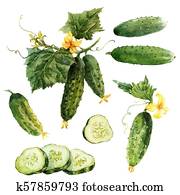 Watercolor cucumber vector set Watercolor cucumber vector set
