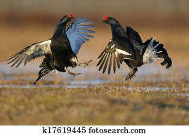 pretas, grouse, Tetrao, tetrix