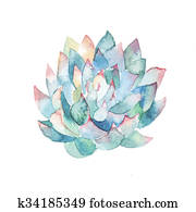 וואטארכולור, succulent., העבר, צבע, וואטארכולור, דוגמה, עם, עסיסי