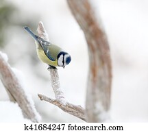 cute, teta azul, pássaro, sentando, uma filial, coberto, com, neve