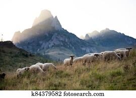 High in the mountains shepherds graze cattle among the panorama of wild forests and fields of the Carpathians. High in the mountains shepherds graze cattle among the panorama of wild forests and fields of the Carpathians.