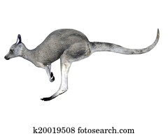 kangaroo kangaroo