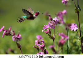 Ruby-throated Hummingbird and pink summer flowers Ruby-throated Hummingbird and pink summer flowers