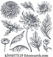 Set of hand drawn chrysanthemum flowers Set of hand drawn chrysanthemum flowers