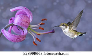 Annas Hummingbird in Flight Annas Hummingbird in Flight