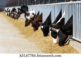 Dairy Cows Eating Dairy Cows Eating