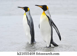 King Penguin (Aptenodytes patagonicus)