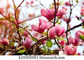 Magnolia tree blossom 