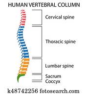 תרשים, של, a, בן אנוש, spine.