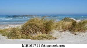 Dune grass