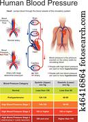 בן אנוש, דם, pressure.