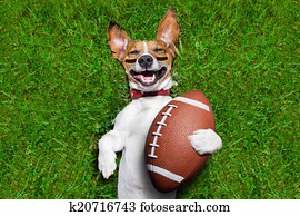 amerikanisch fussball, hund amerikanisch fussball, hund