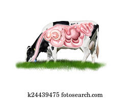 Cow digestive system Cow digestive system