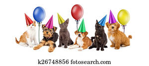 filhotes cachorro, e, gatinhos, em, chapéus partido, com, balões