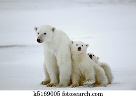 polar, she-bear, com, cubs.