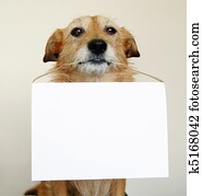 verwahrlost, hund, halten, unbelegtes zeichen