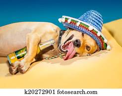 drunk mexican dog drunk mexican dog