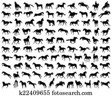 horses horses