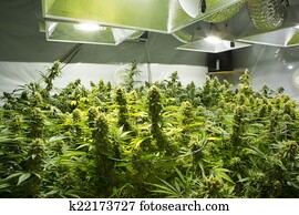 Marijuana flower buds. 