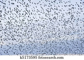 The natural phenomenon which occurs annually in UK of starlings migrating in very tight formation