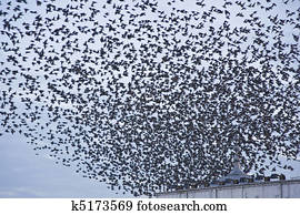 The natural phenomenon which occurs annually in UK of starlings migrating in very tight formation