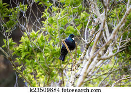 Tui Bird/ a native of New Zealand, the male Tui with it's white plume is considered a national icon 