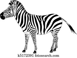 zebra