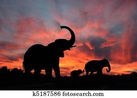 elefantes, silueta, pôr do sol