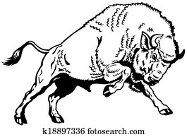 european bison black white european bison black white