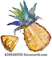 Exotic pineapple wild fruit in a watercolor style isolated. Exotic pineapple wild fruit in a watercolor style isolated.