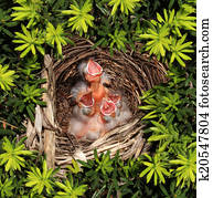 kuikentjes, hatchling, nest