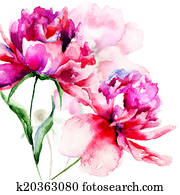 Beautiful Peony flowers Beautiful Peony flowers