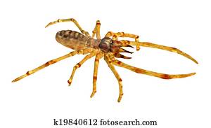 Camel Spider Camel Spider