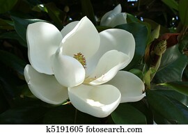 Magnolia Flower Magnolia Flower