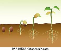 Squence Of Bean Seed Germination In Squence Of Bean Seed Germination In