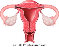 Uterus