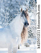 andalusian, cavalo branco, inverno, retrato