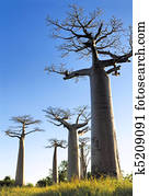 Baobab avenue