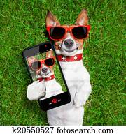 funny selfie dog